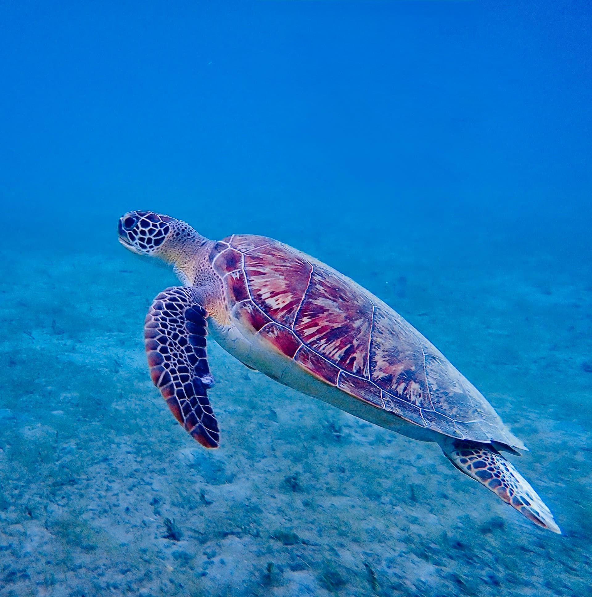 Sea turtle gliding through turquoise water