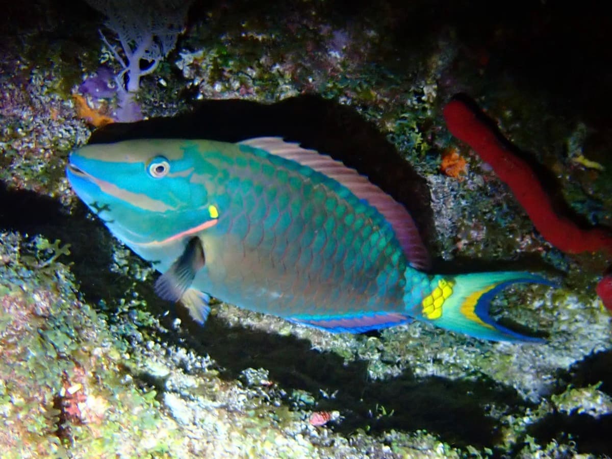Sleeping Parrotfish — Key Largo, Florida