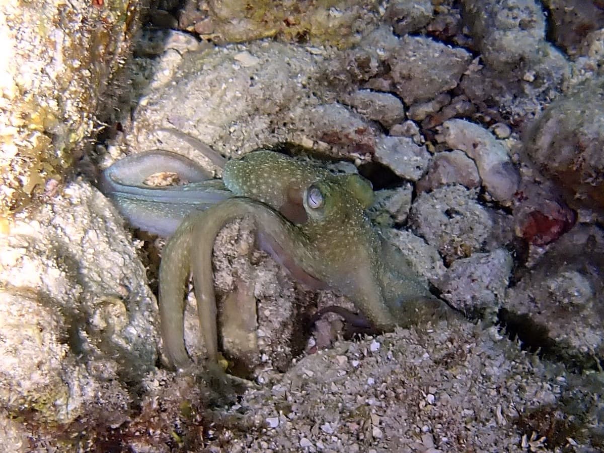 Octopus Encounter — Key Largo, Florida