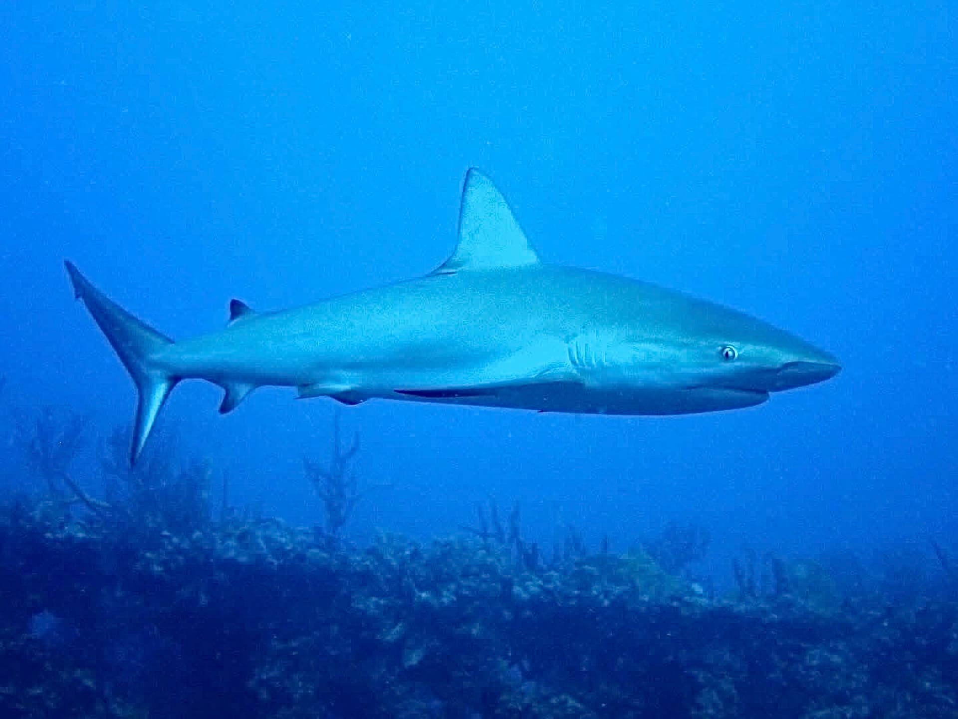 Reef Shark Patrol — West Palm Beach, Florida