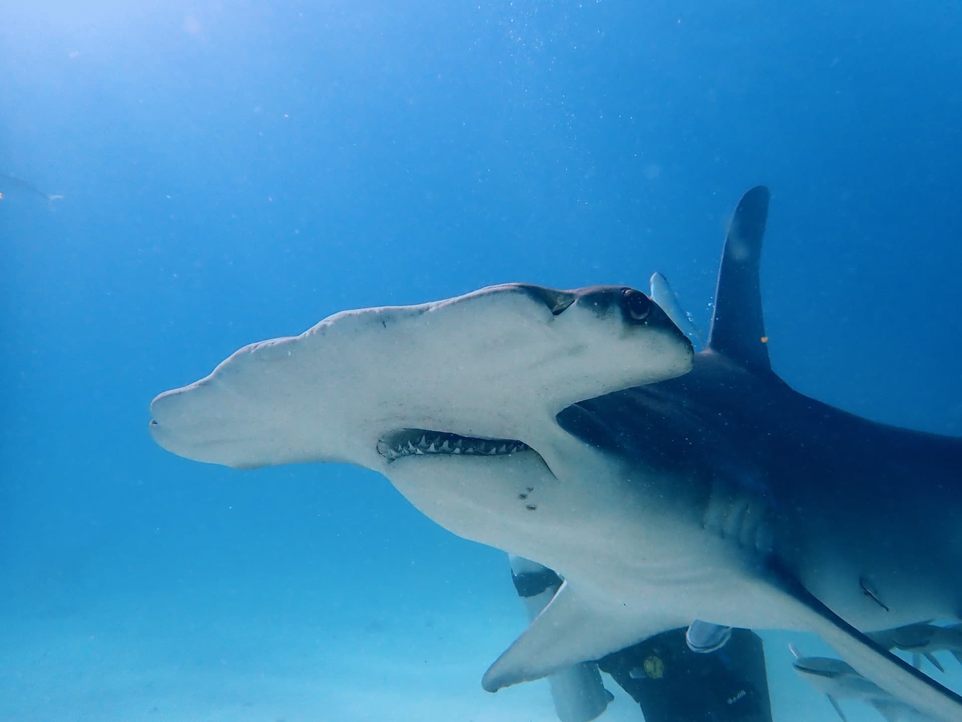 Hammerhead Encounter — Bimini, Bahamas