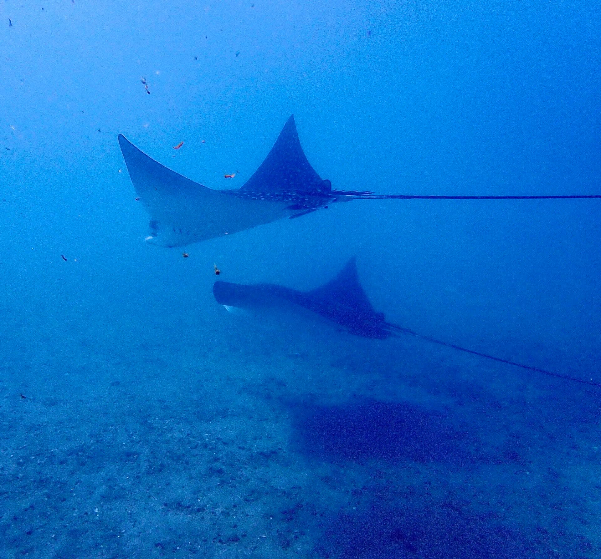 Eagle Ray Safari — Jupiter, Florida