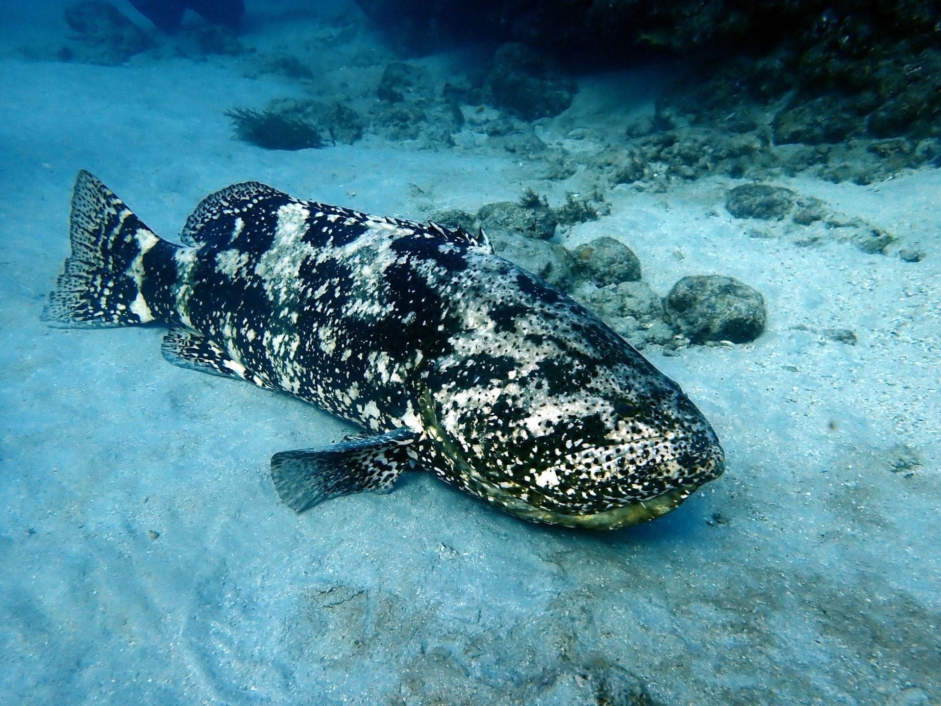 Goliath Grouper Season — Riviera Beach, Florida