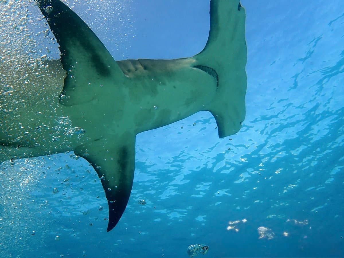 Hammerhead from Below — Bimini, Bahamas