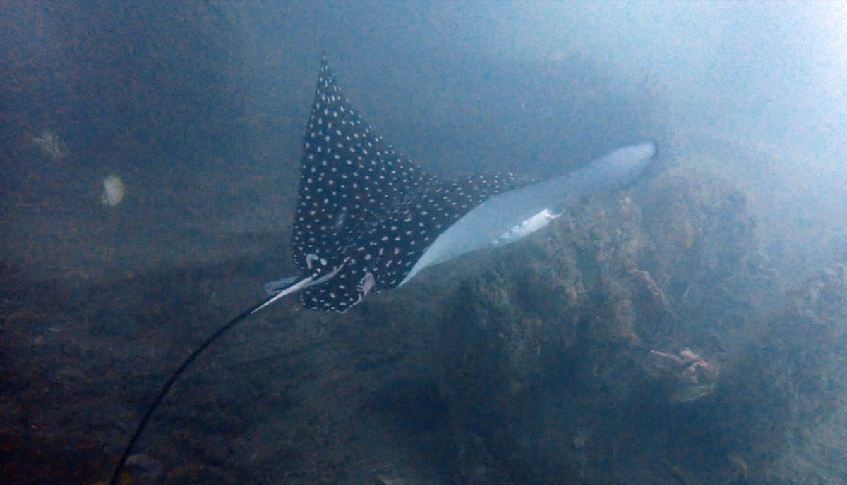Spotted Eagle Ray Flyby — Jupiter, Florida