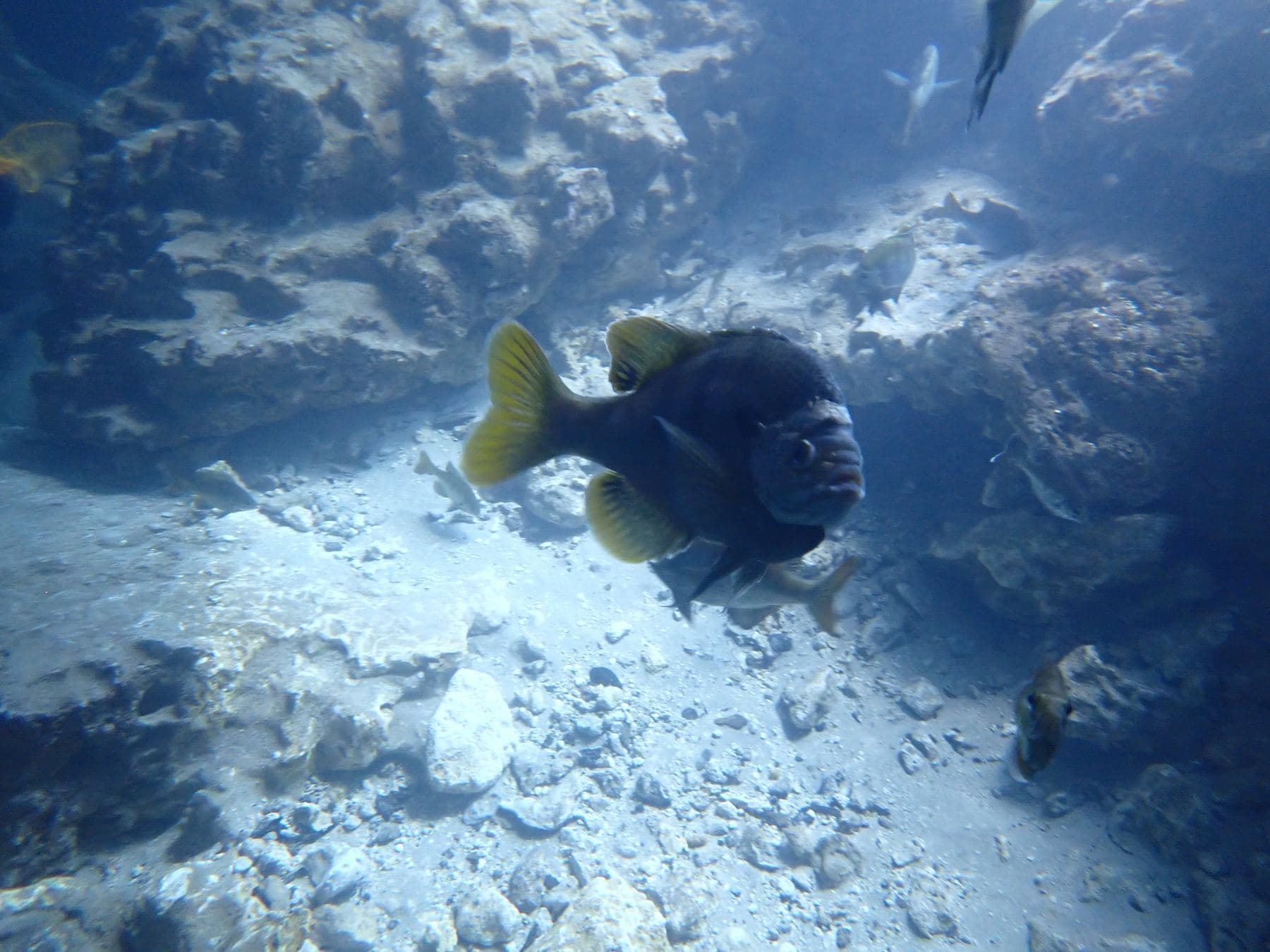 A fish holding station over the rubble