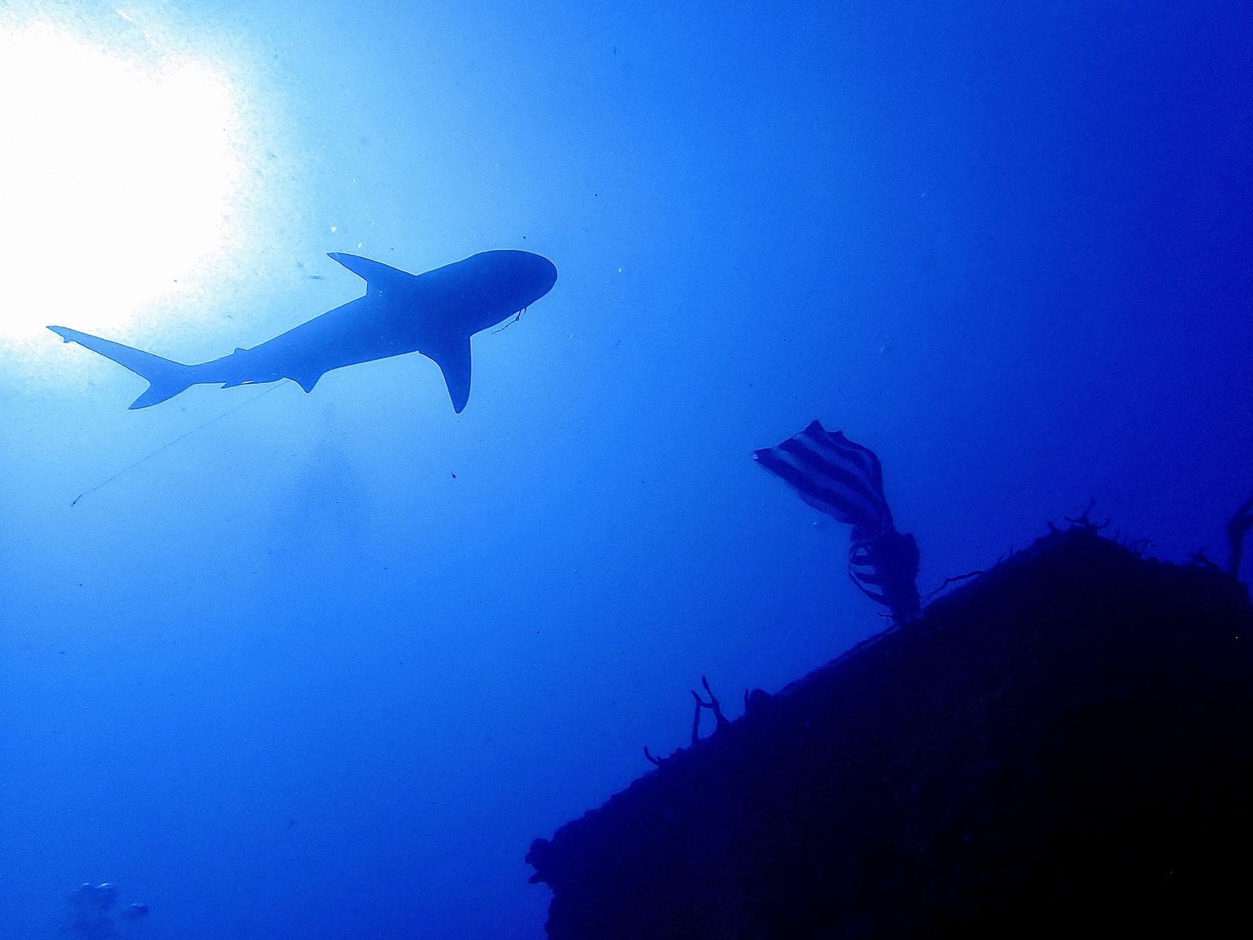 A Caribbean reef shark silhouetted against the sun