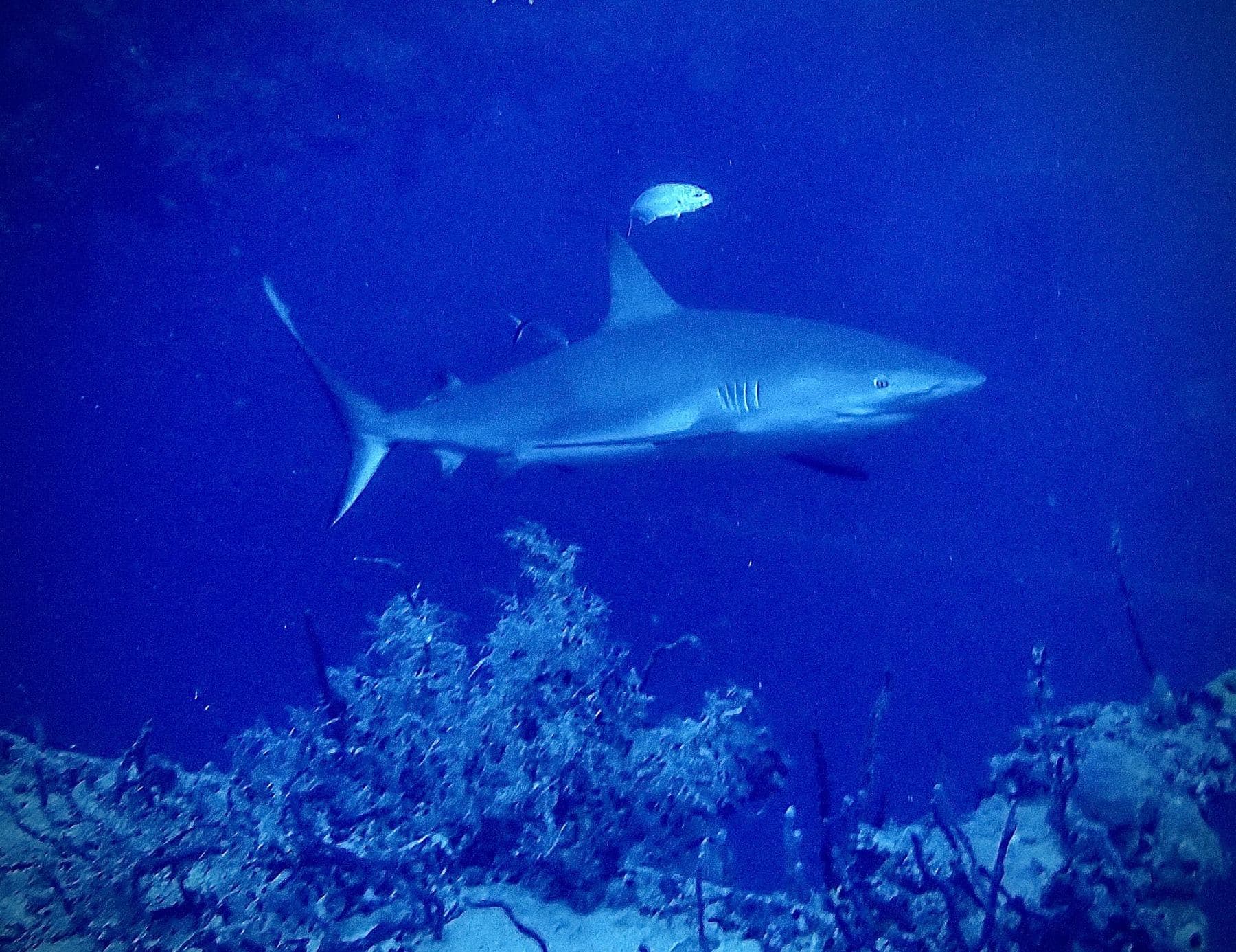 Reef shark cruising over the deck