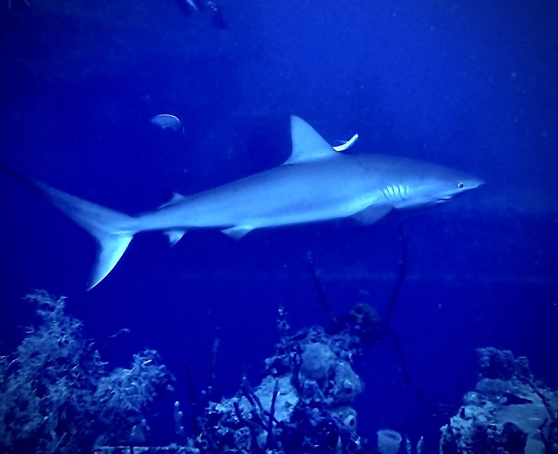 Close pass from a reef shark