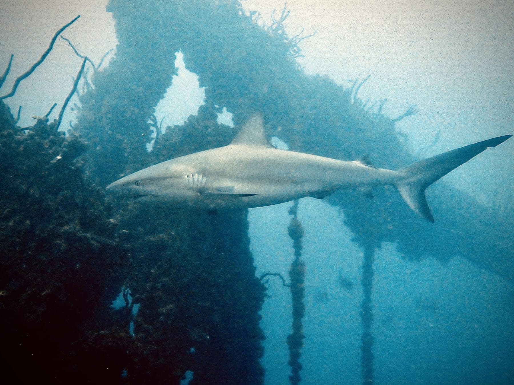 A reef shark slides past the mast