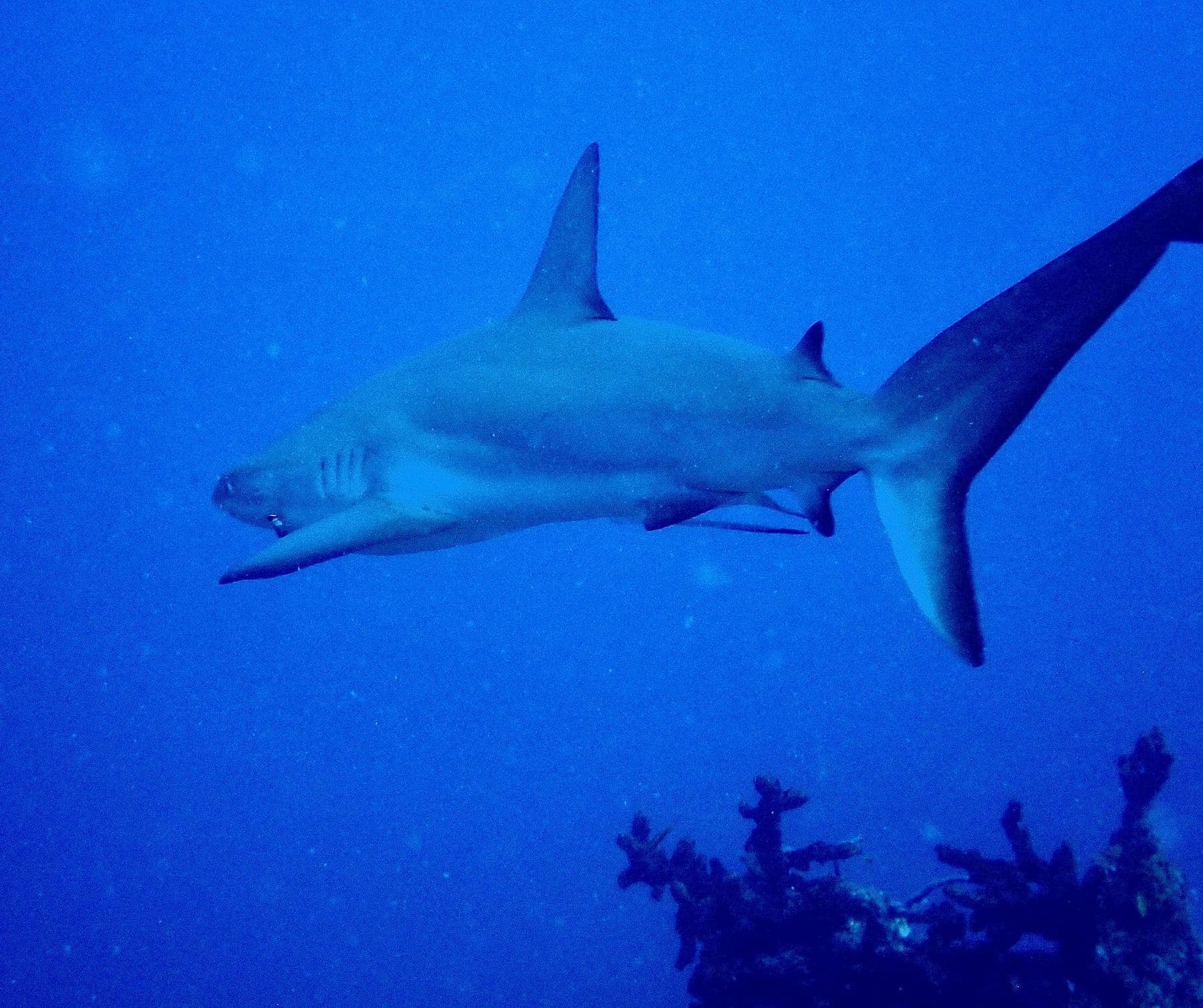 Reef shark, up close