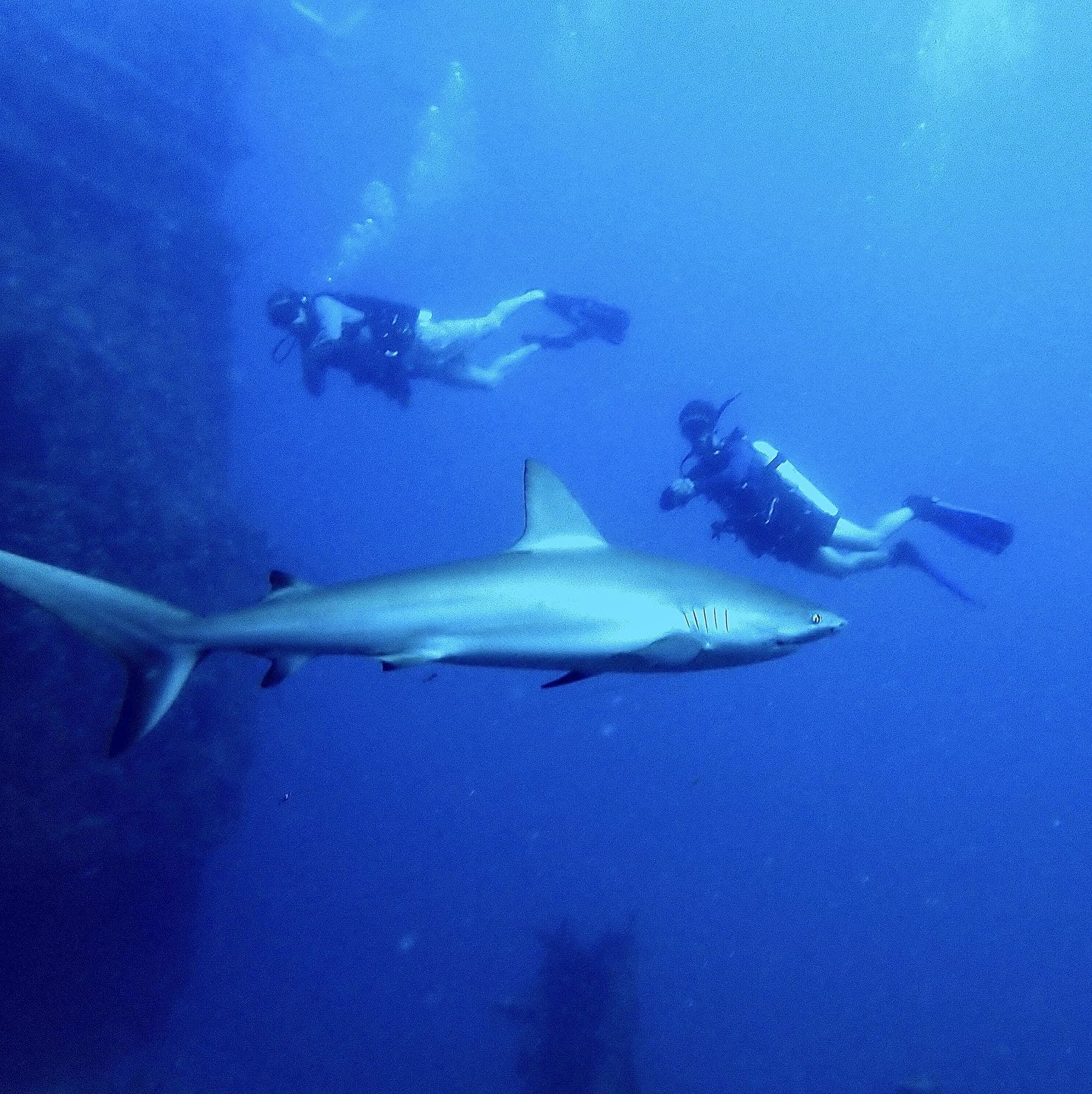 Reef shark with the group behind it