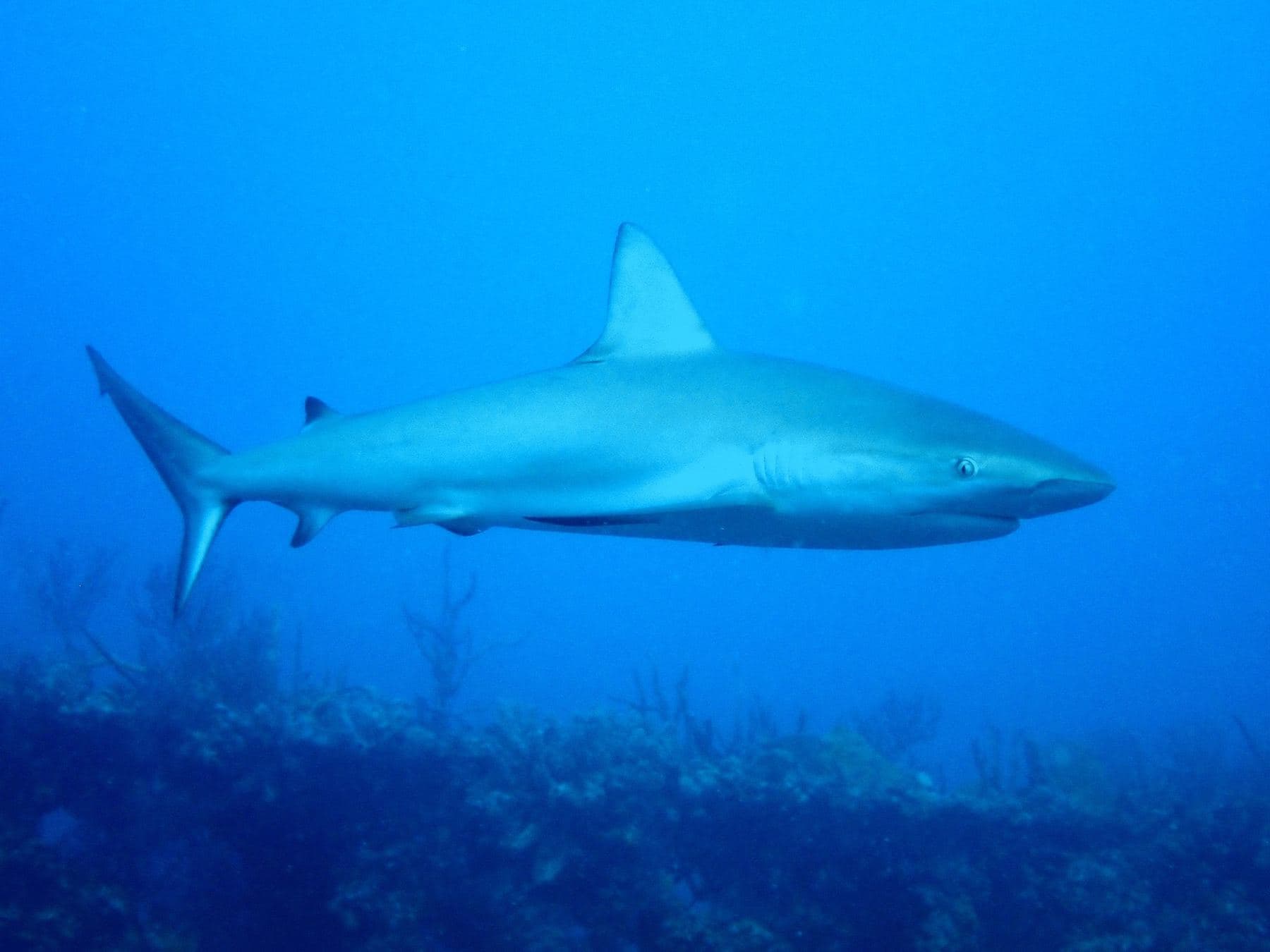 Patrolling low over the wreck
