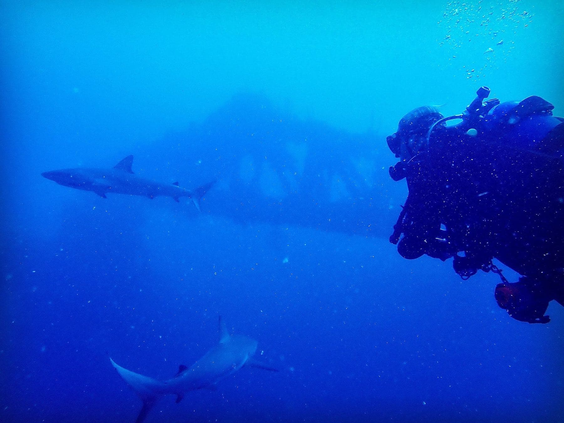 Two reef sharks and a diver on the mooring line
