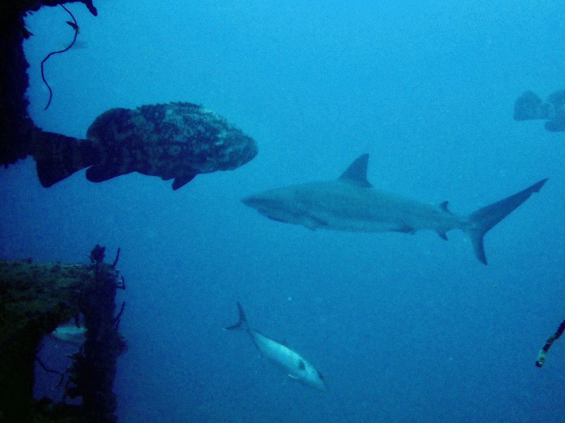A goliath grouper and a reef shark sharing the same corner of the wreck