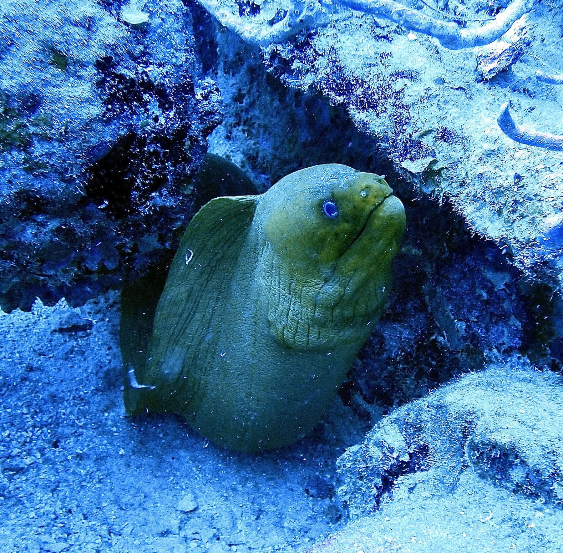 Green moray tucked into the structure