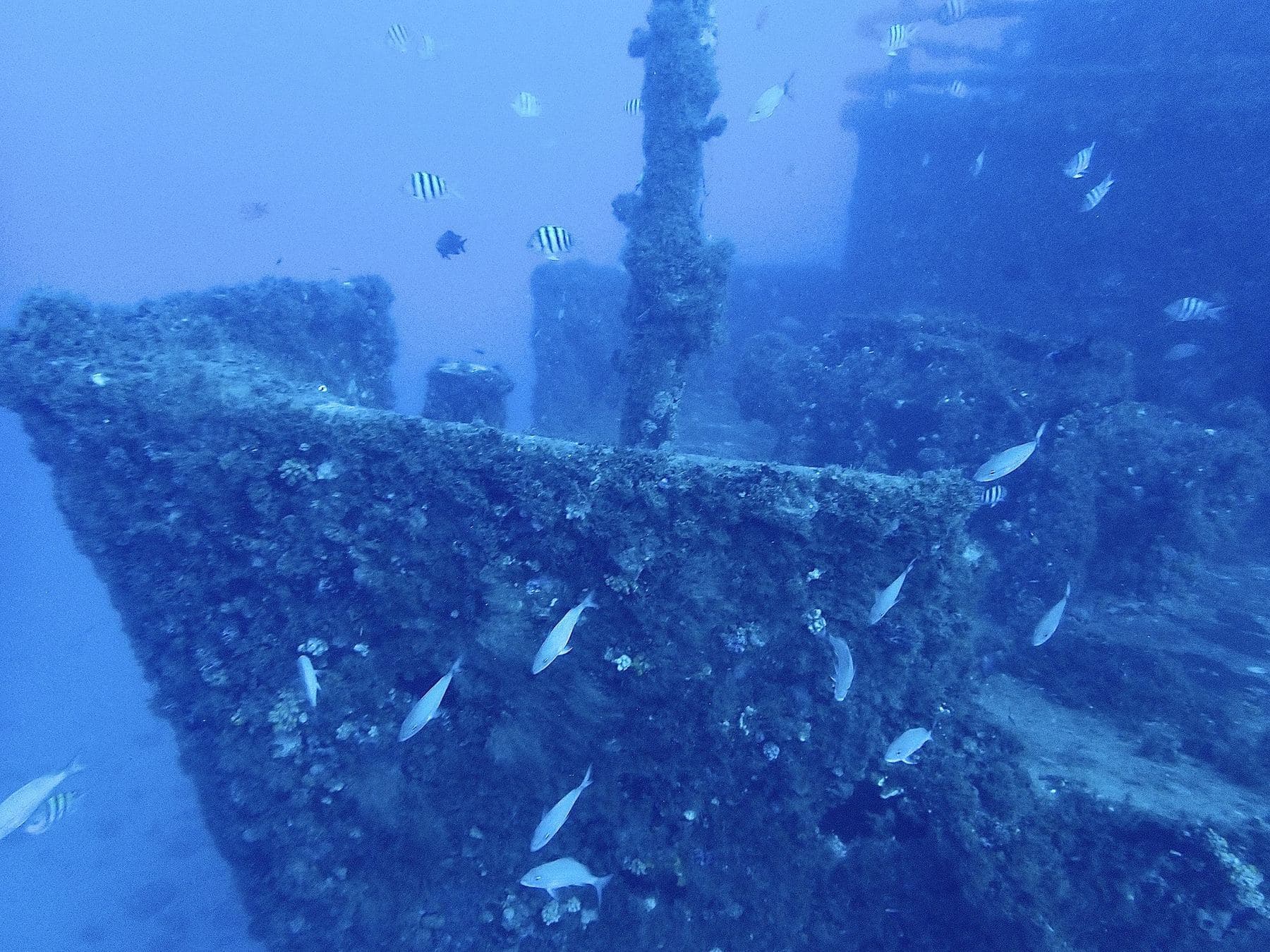 Schooling fish over the encrusted superstructure
