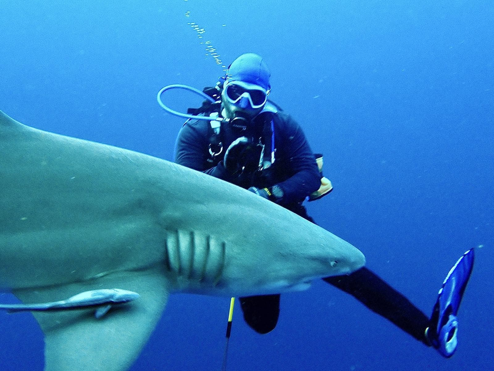 A lemon shark fills the frame off Jupiter