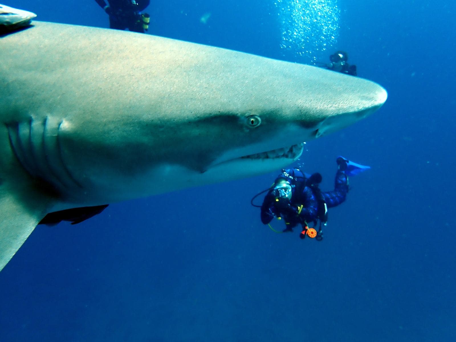 Lemon shark overhead, photographer below