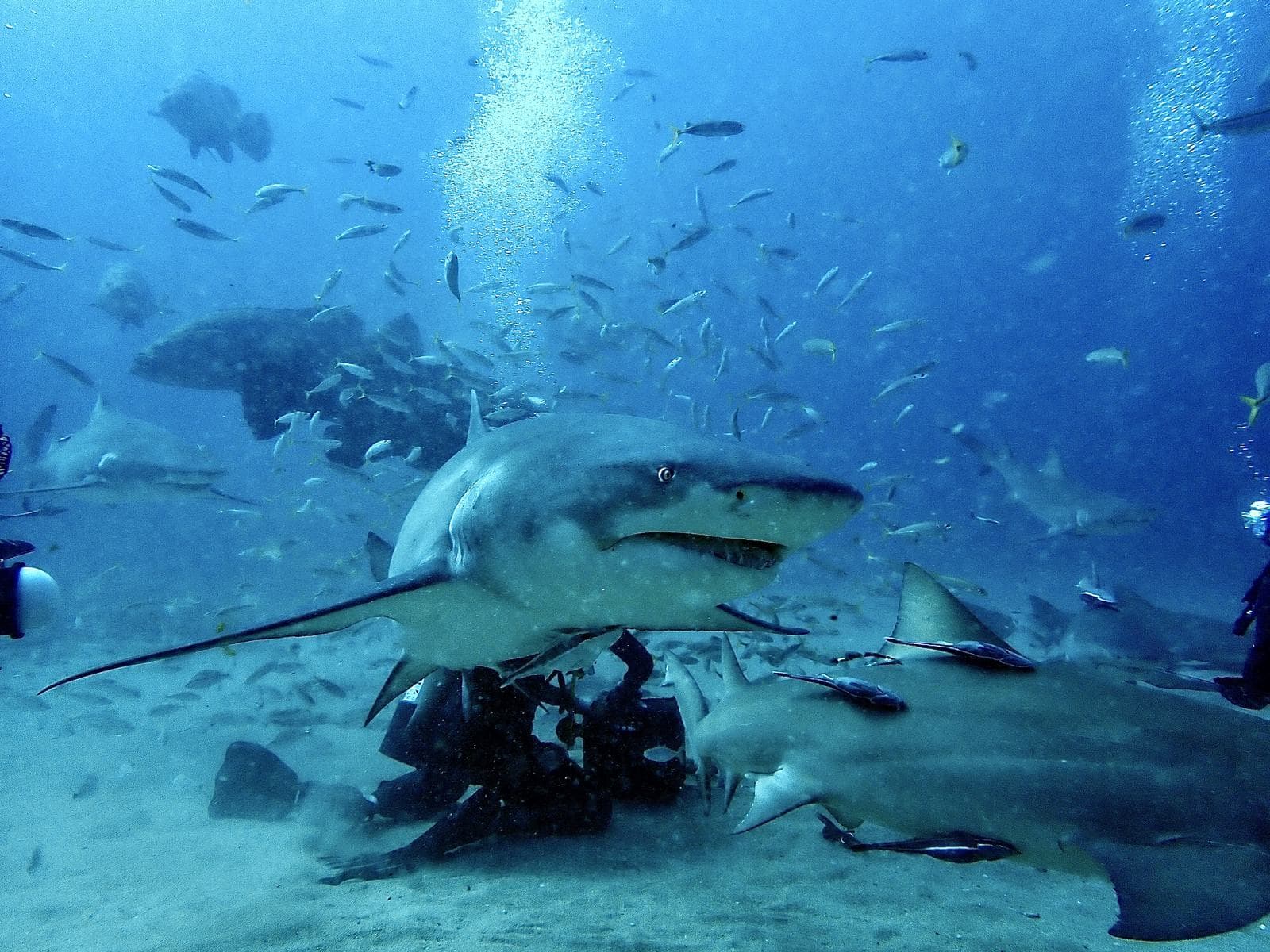 Lemon sharks working the sand with the group kneeling behind