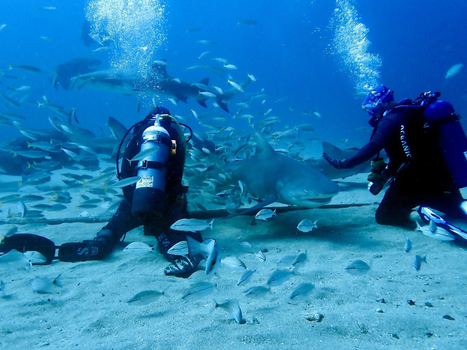 Sharks and baitfish over the bottom