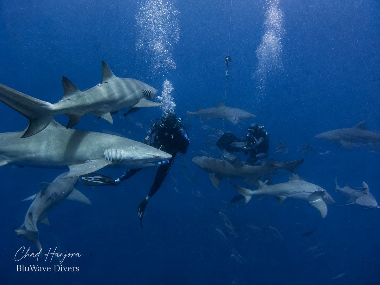 Sharks circling the group