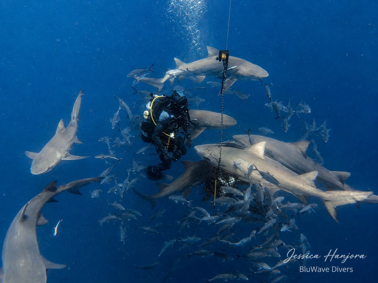 Lemon sharks swirling around the descent line