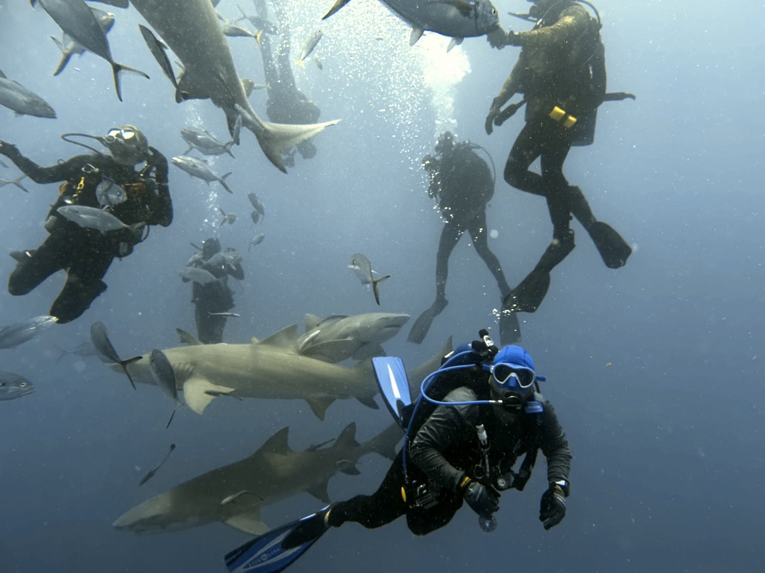 Descending into the sharks