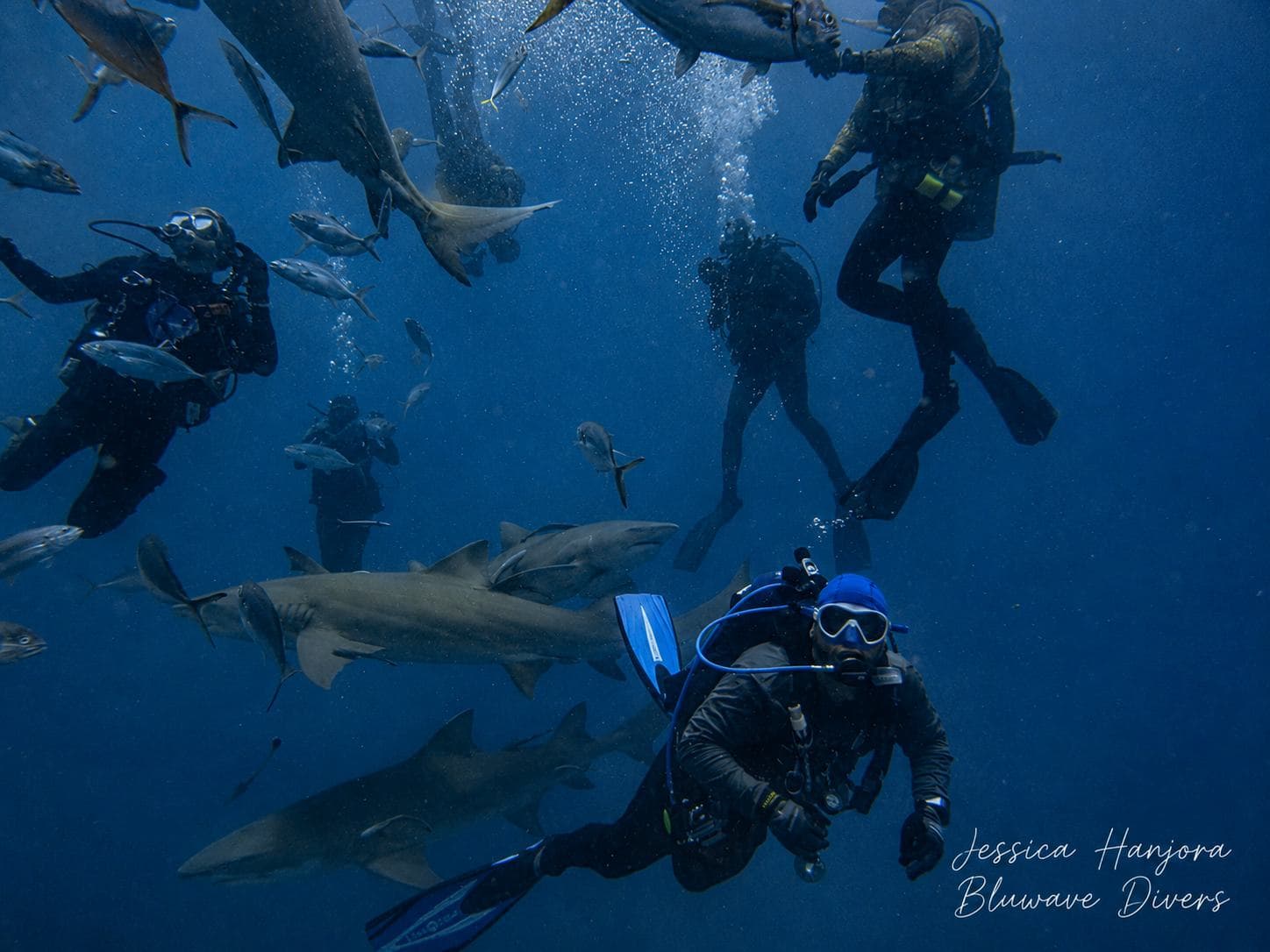 Divers settle in while the sharks make their passes