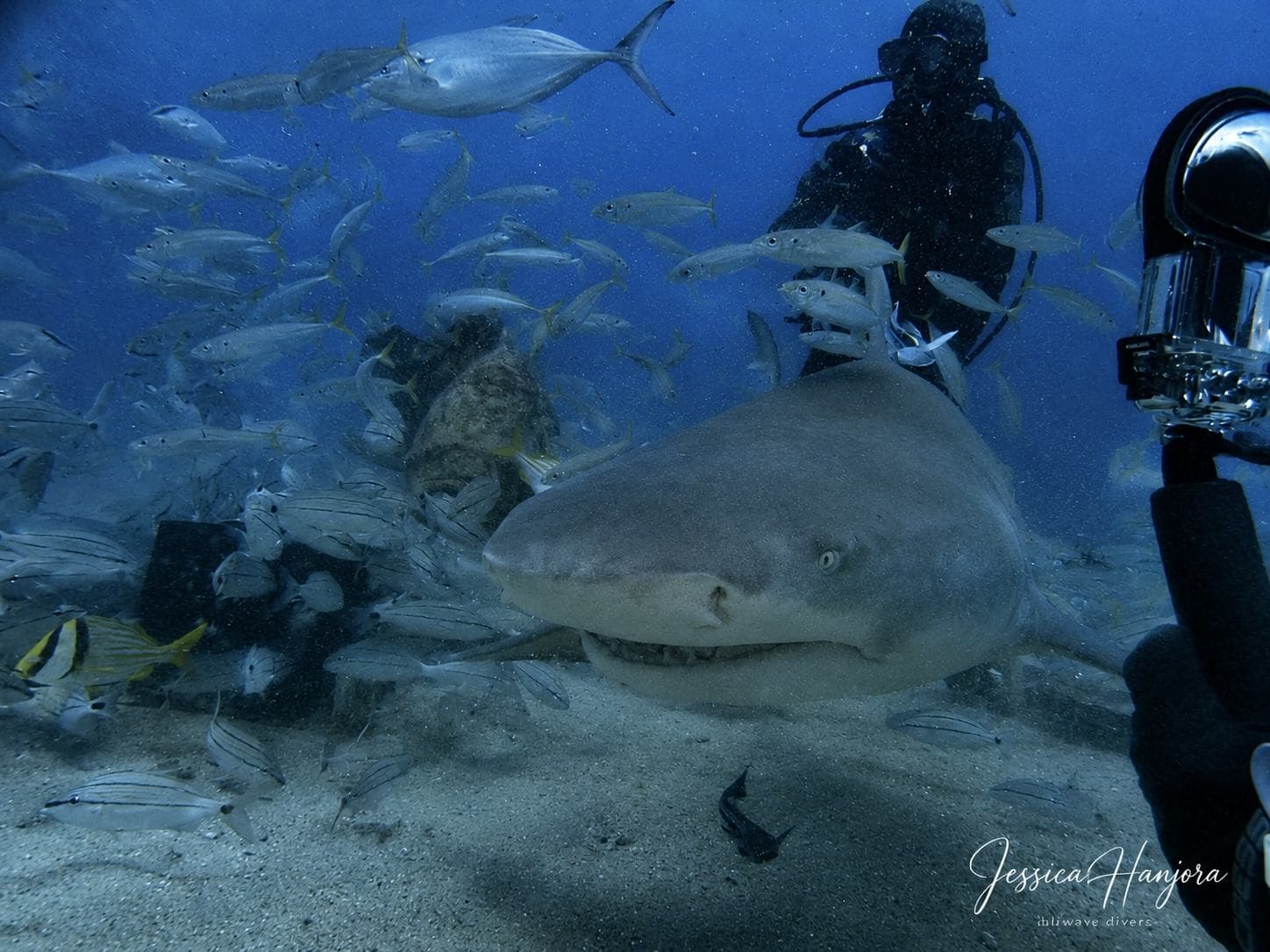 A lemon shark comes straight down the line