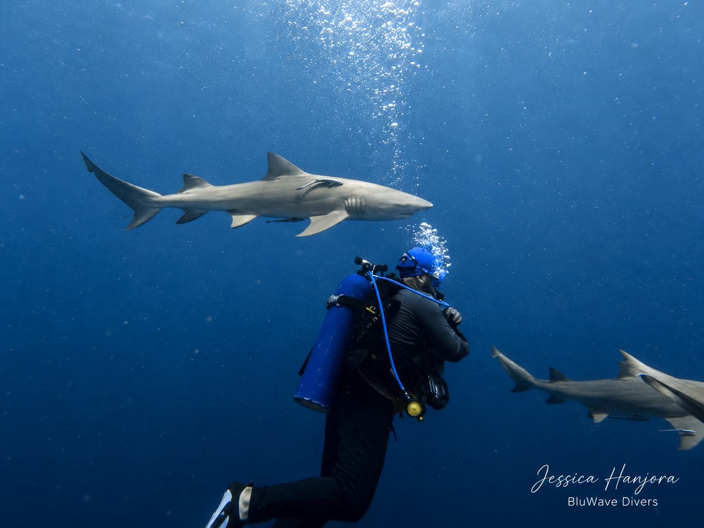 Lemon shark, eye level