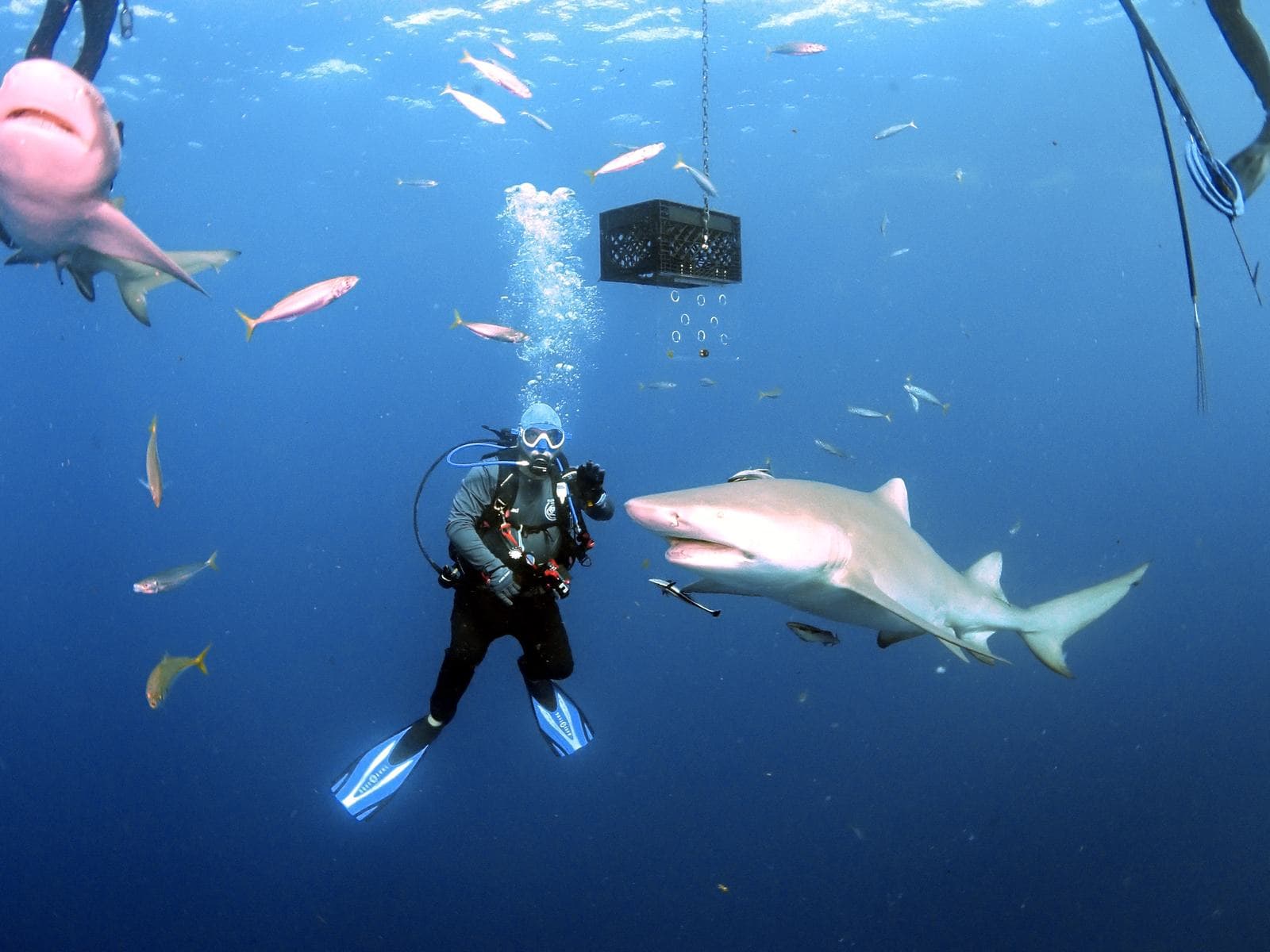 Lemon shark and a snapper cloud under the boat