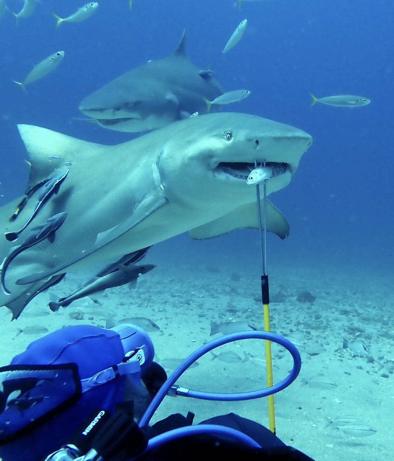 Lemon shark from above
