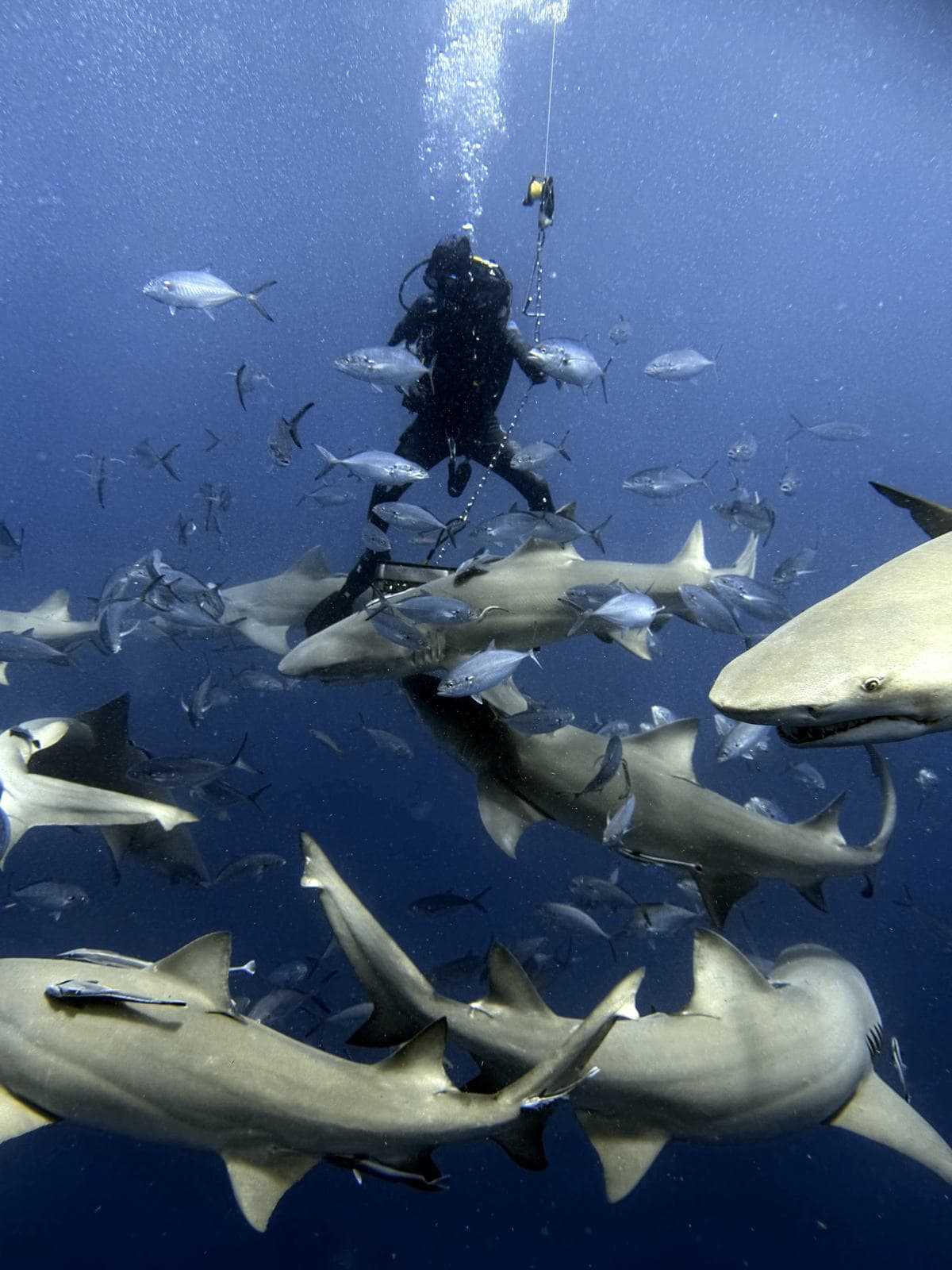 Sharks stacked below the line