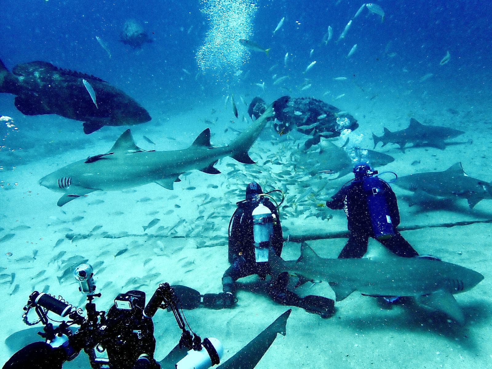Lemon sharks on the sand, divers on the bottom