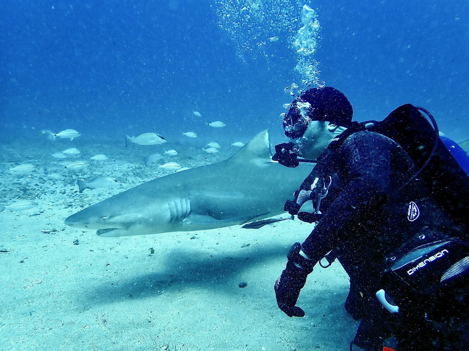 A shark passes within reach