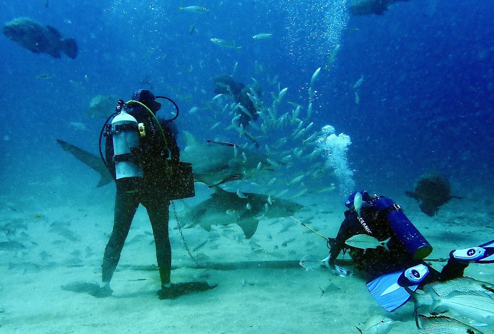 Baitball behind the shark