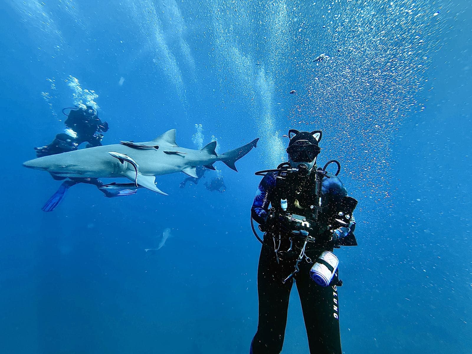 Cat ears, camera, and a shark in the background