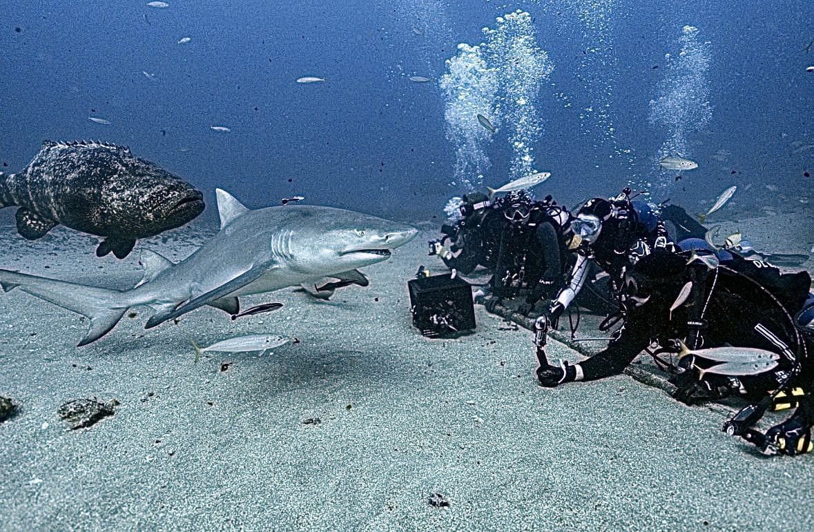 Goliath grouper and a lemon shark share the group