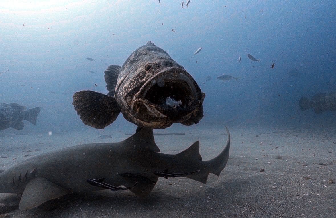 Nurse shark, mouth open