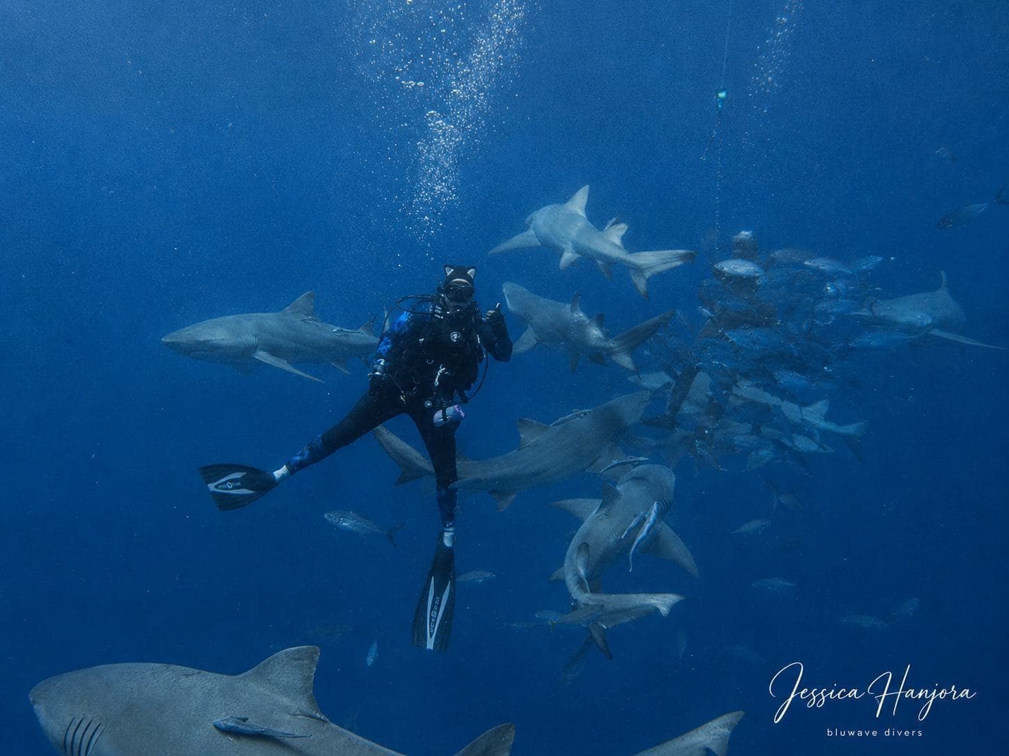 In the middle of the shark school