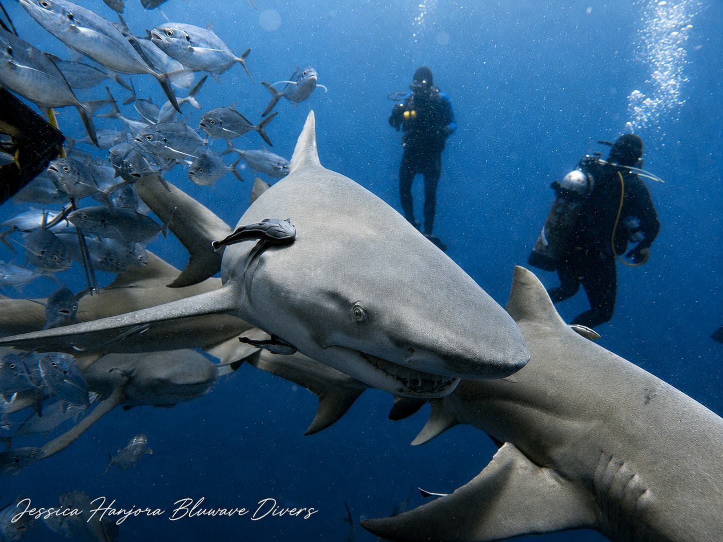 Lemon sharks and a diver in the blue