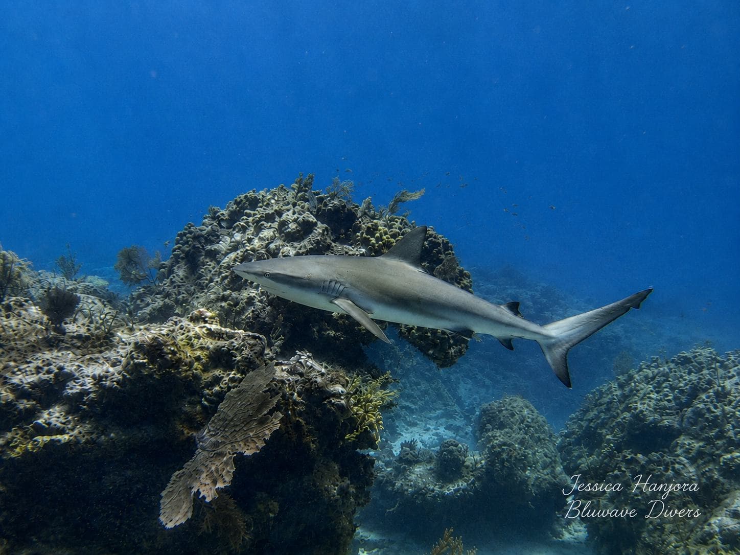 Caribbean reef shark over the reef