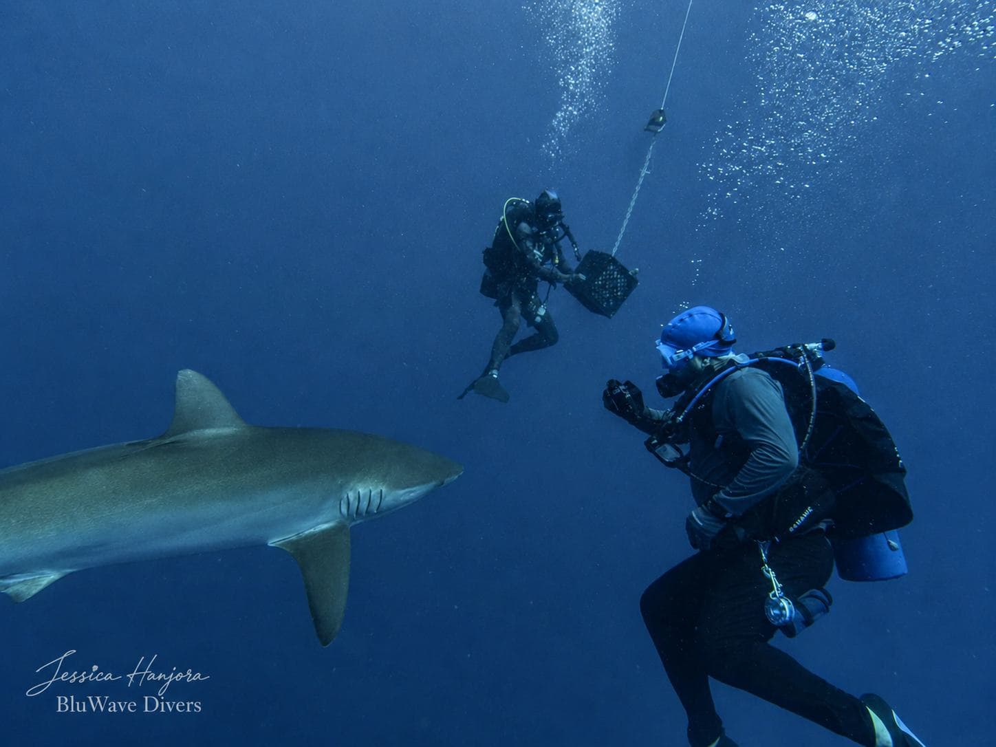 Reef shark on the descent line