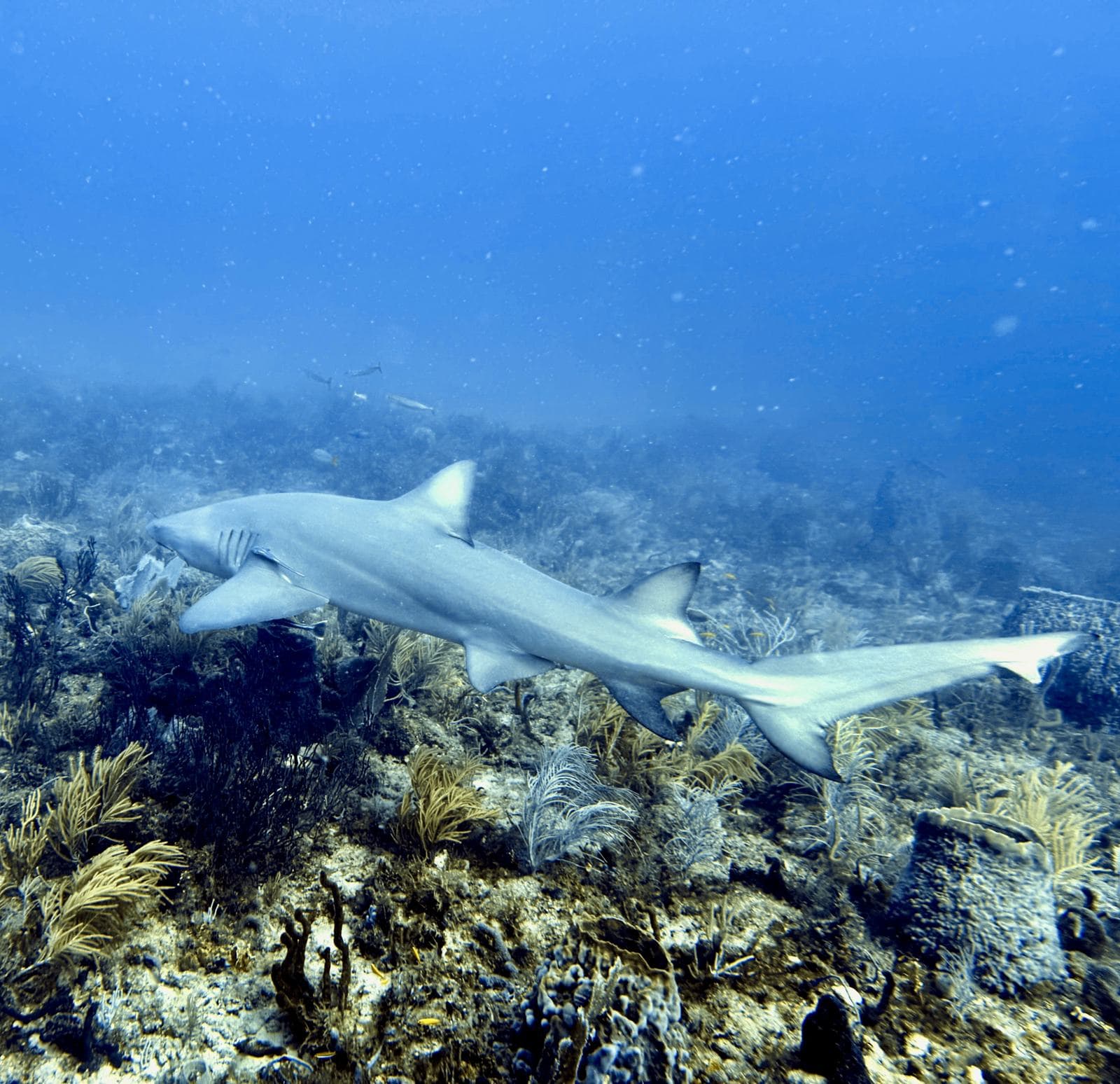 Reef shark cruising the reef