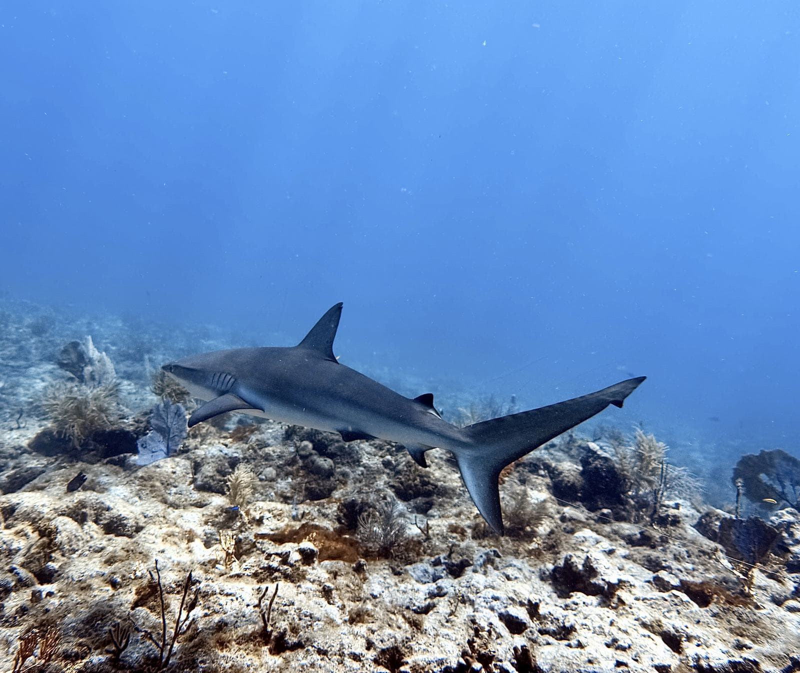 Reef shark over the coral heads