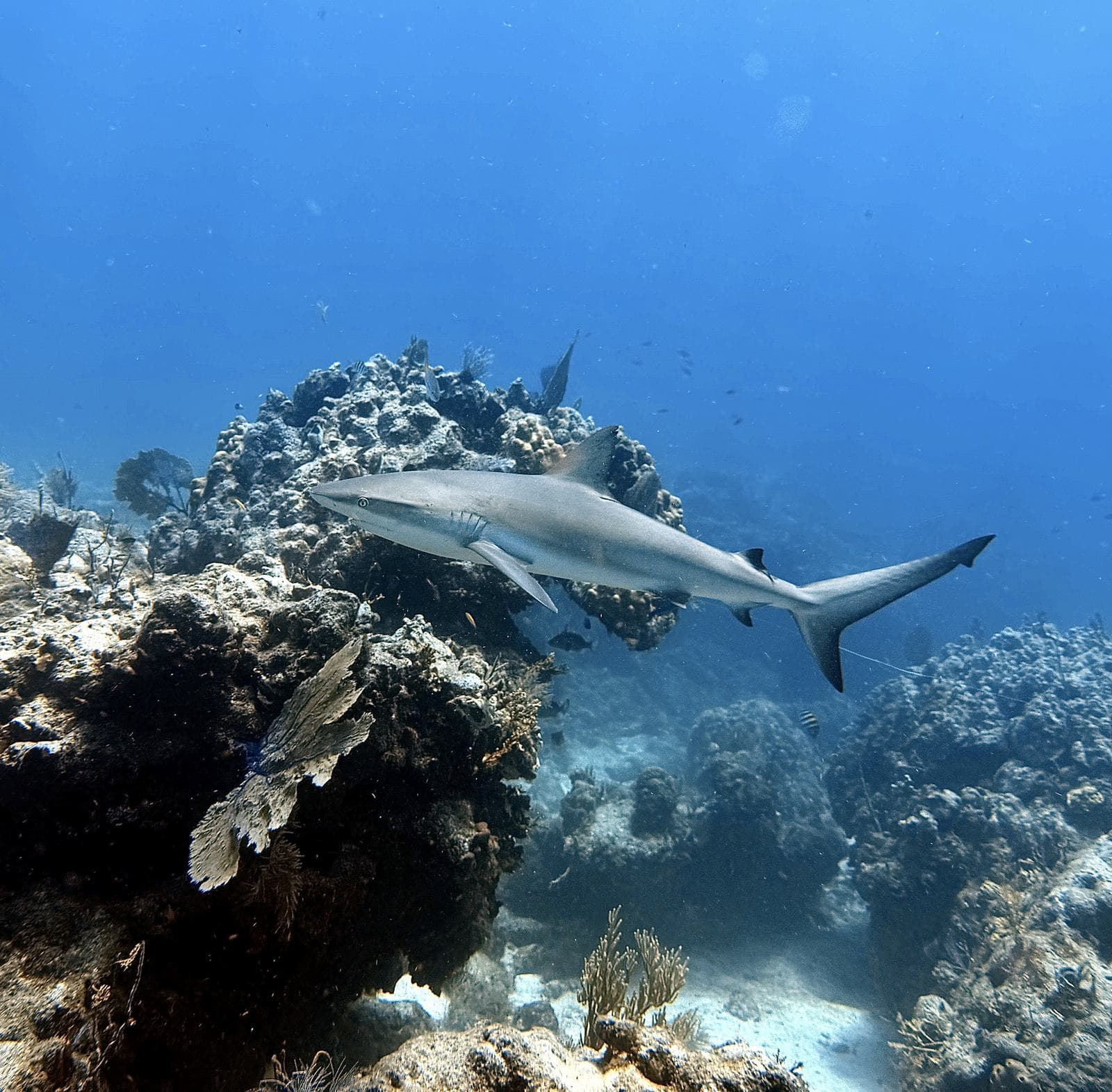 Reef shark from above