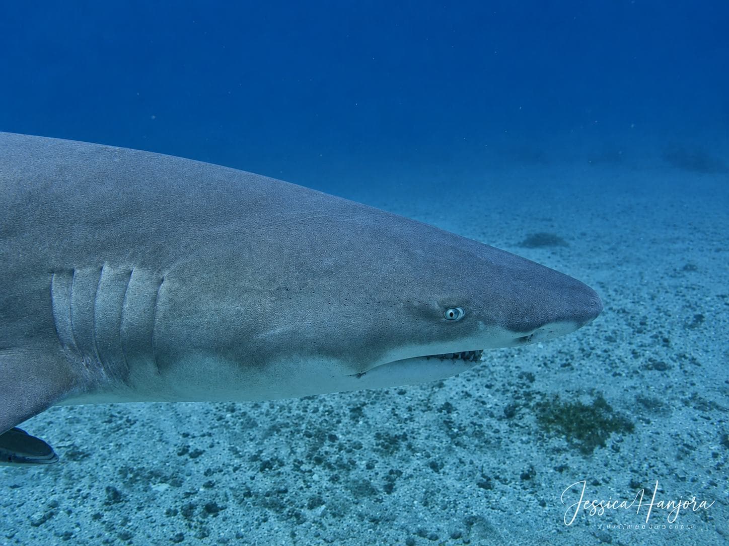 Nurse shark on the sand