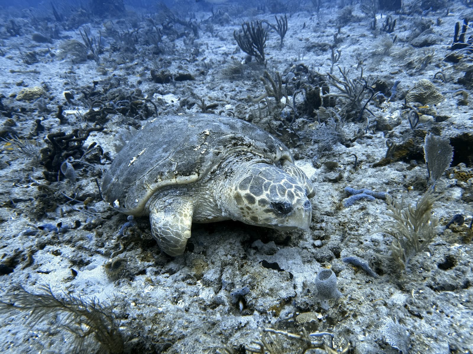 Sea turtle resting on the reef