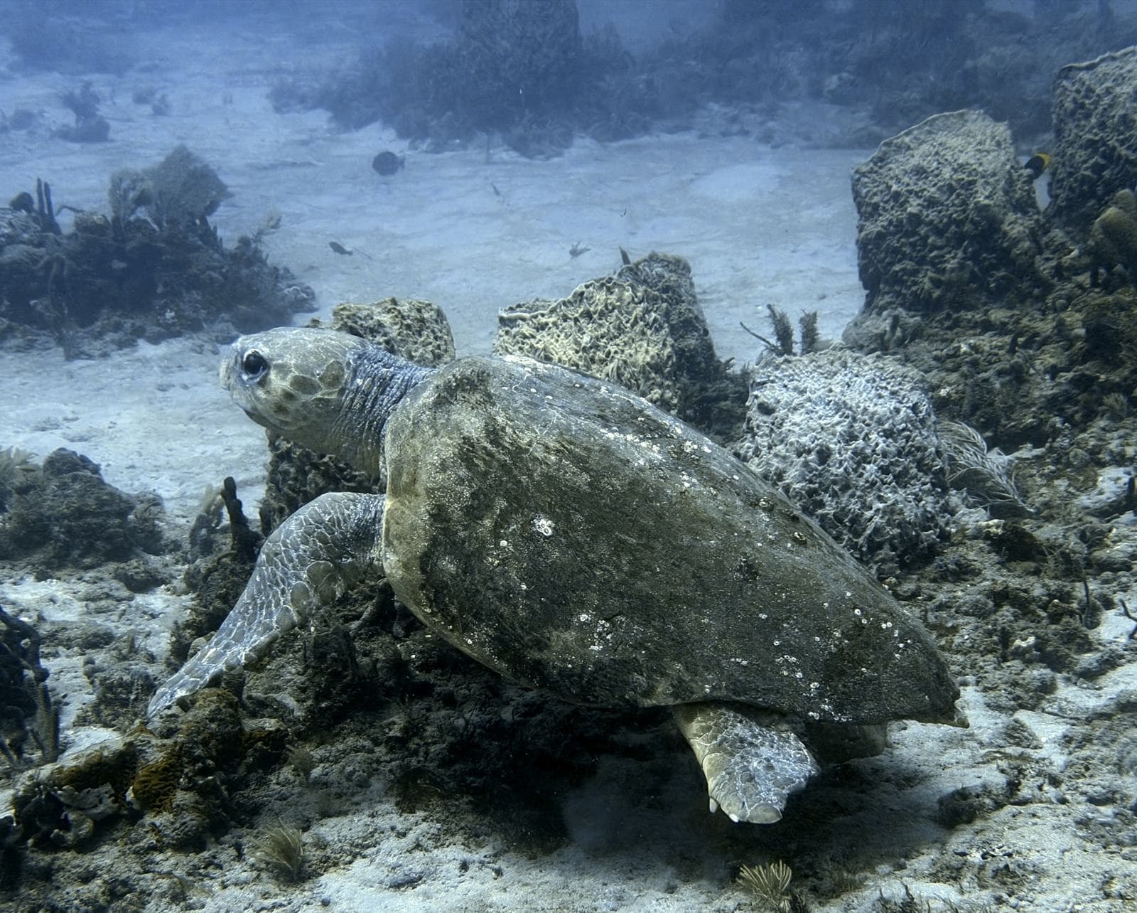 Turtle on the move